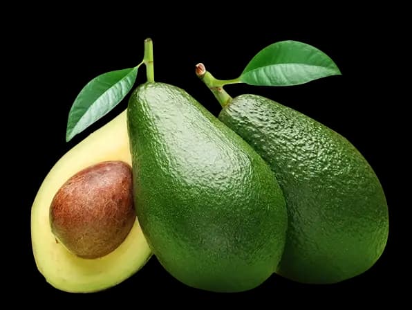 Avocado