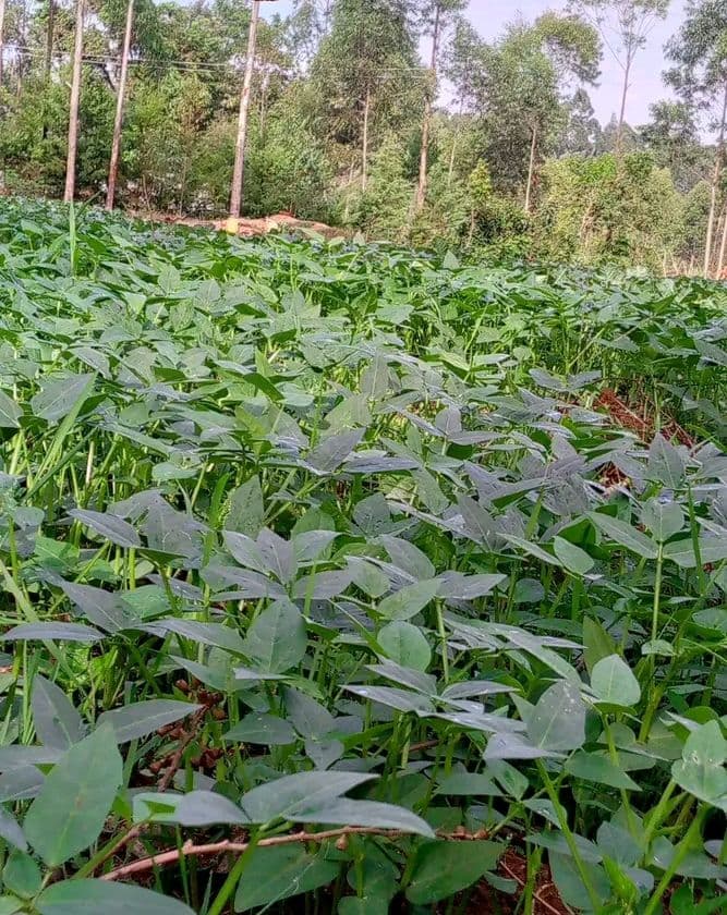 Fresh kunde(cowpea leaves)